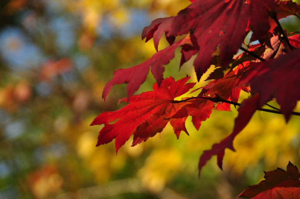 Herbststimmung im Botanischen Garten in Dresden