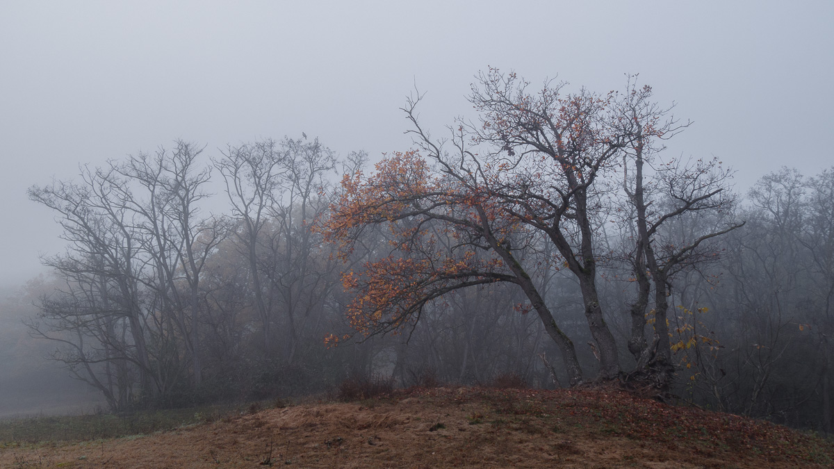 Herbststimmung