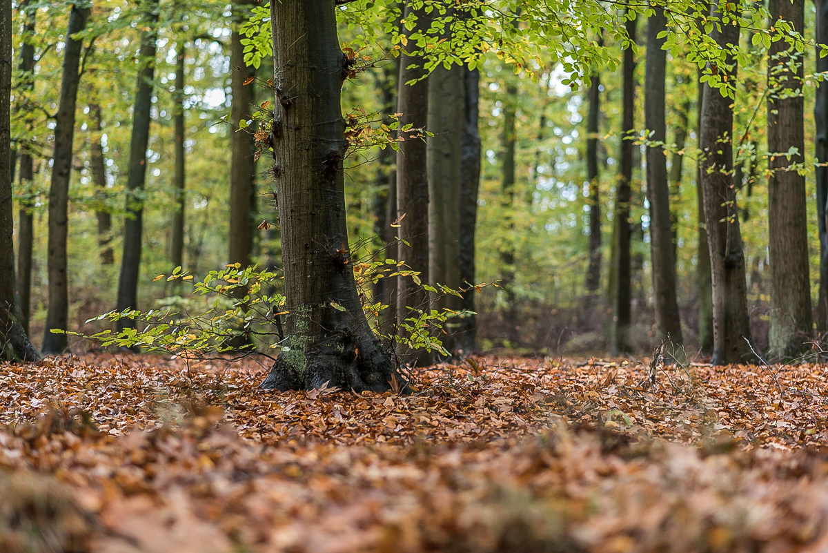 Herbstwald 1.jpg