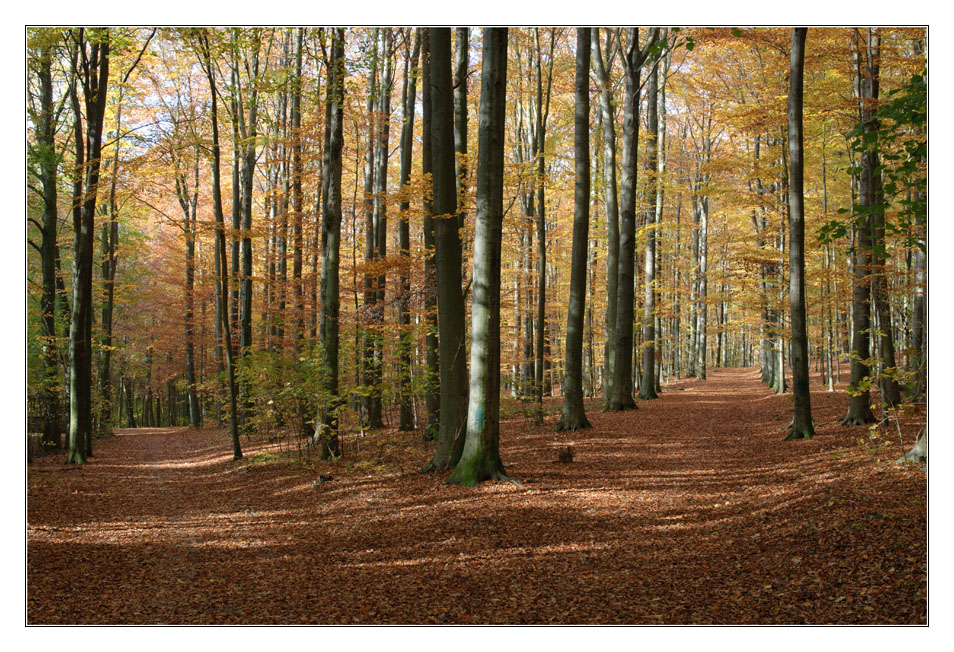 Herbstwald 1