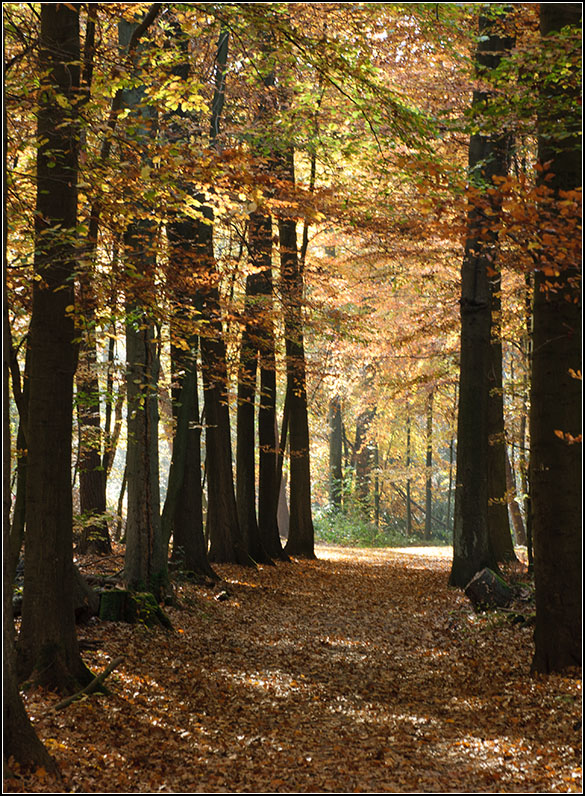 Herbstwald 2