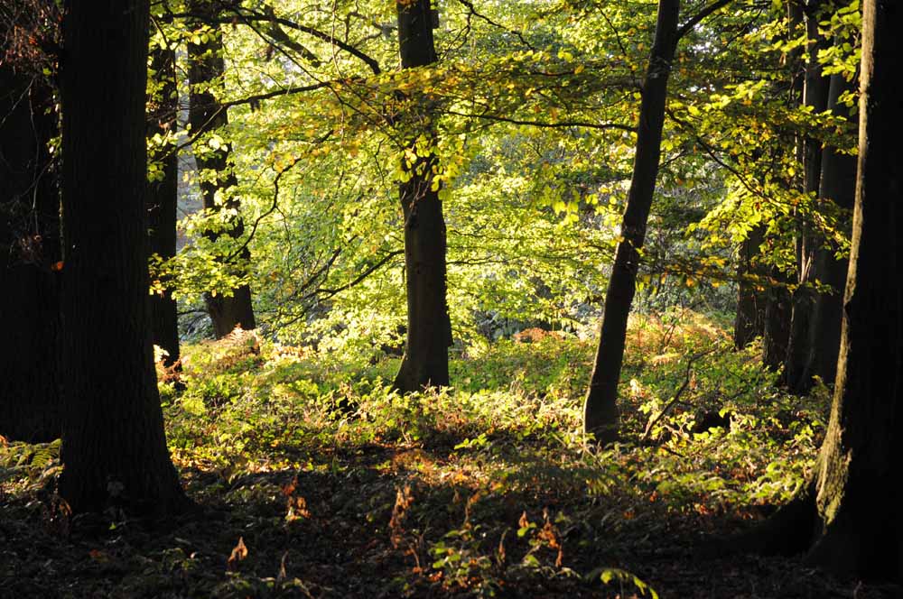Herbstwald  /  2009 10 08 18 01 42 1