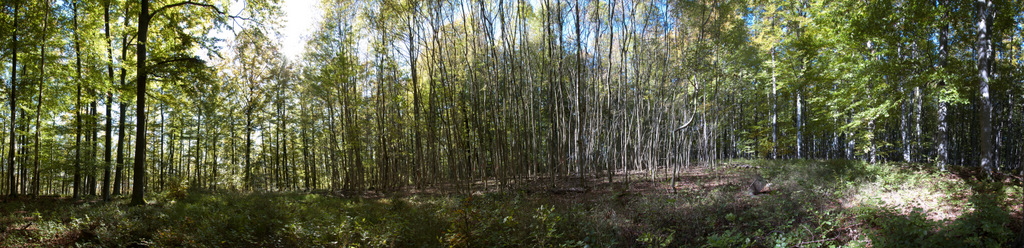 Herbstwald Panorama