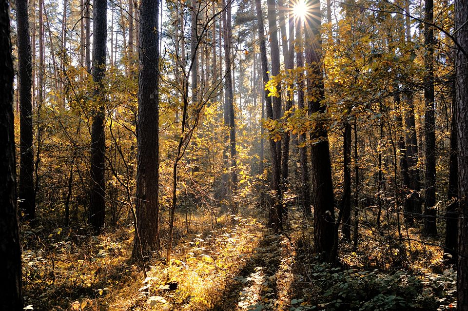 Herbstwald (Zeiss 28/2)