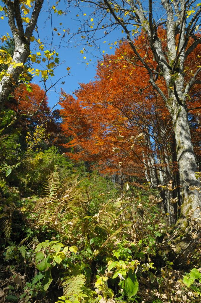 Herbstwald