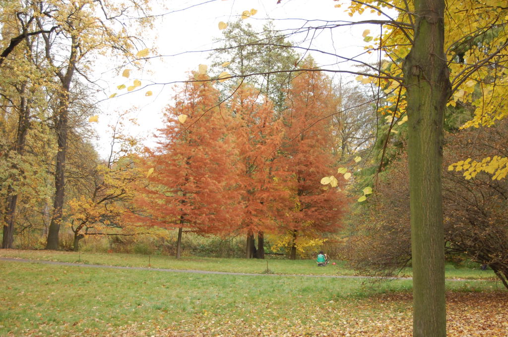 Herbstwald