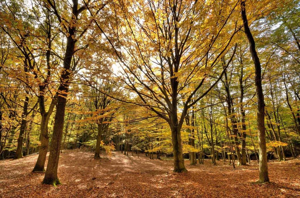 Herbstwald