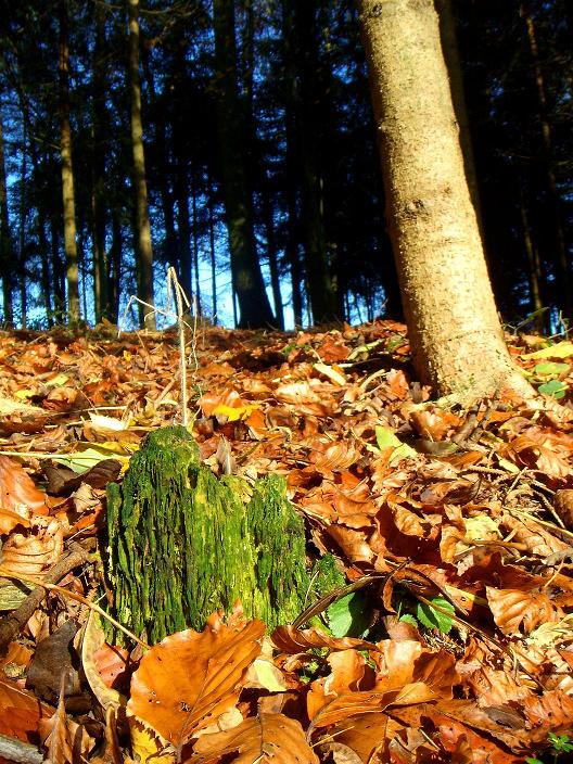 Herbstwald