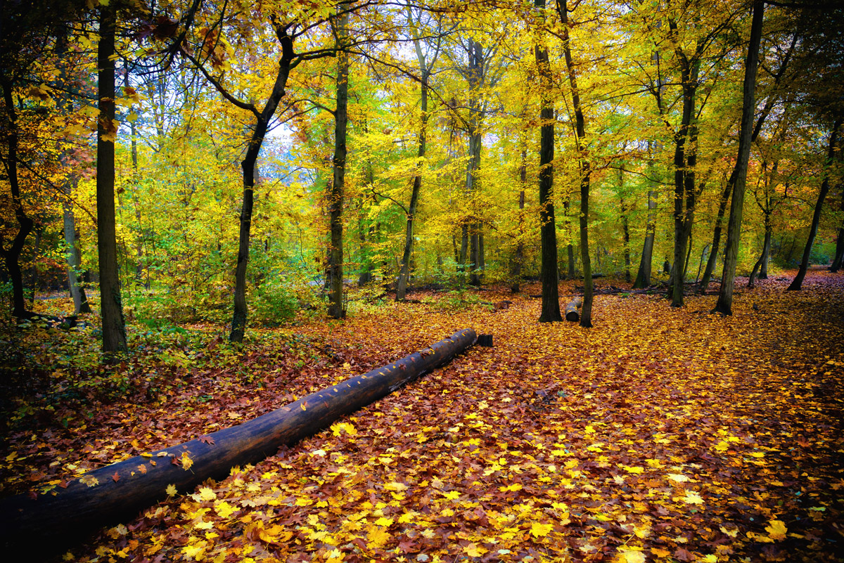herbstwald_1200.jpg