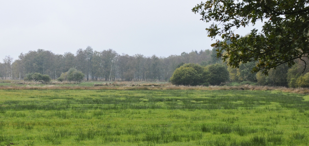 Herbstwiese2