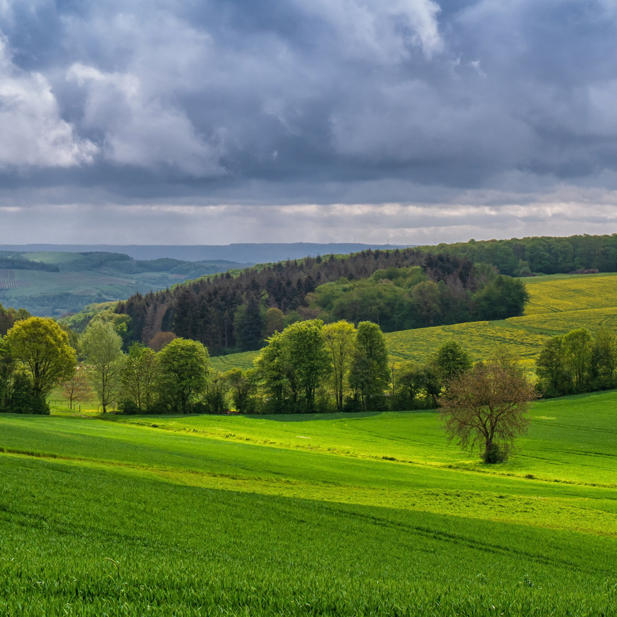 Hergenfeldfeld 2