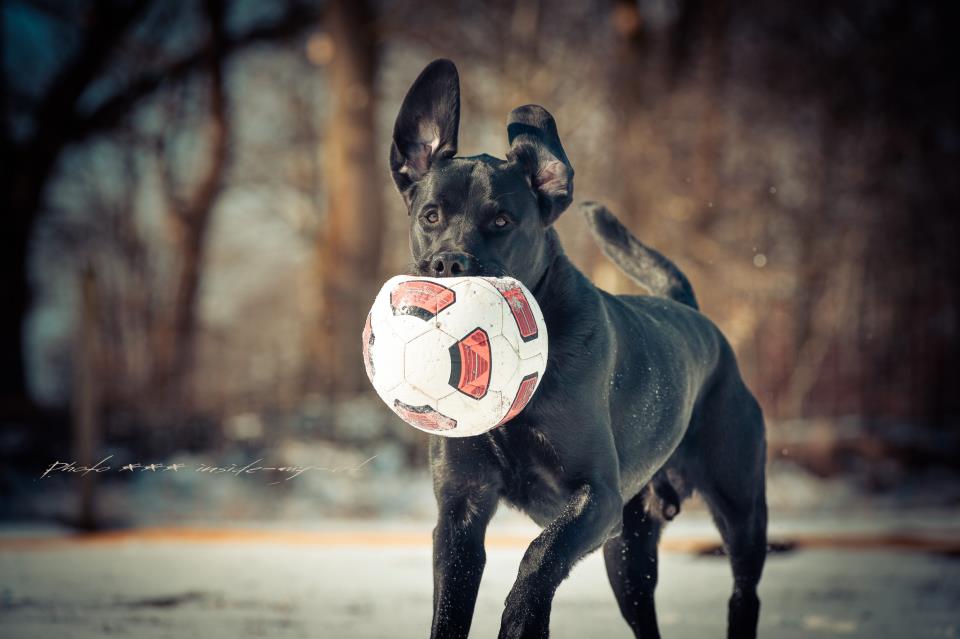 Herman, der Balljunge