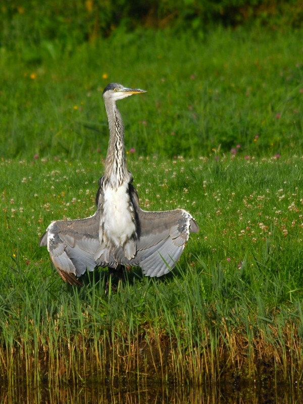 heron 8146 hf