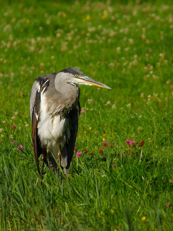 heron 8158 hf