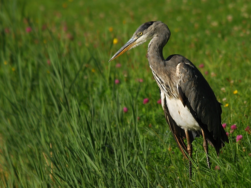 heron 8177 hf