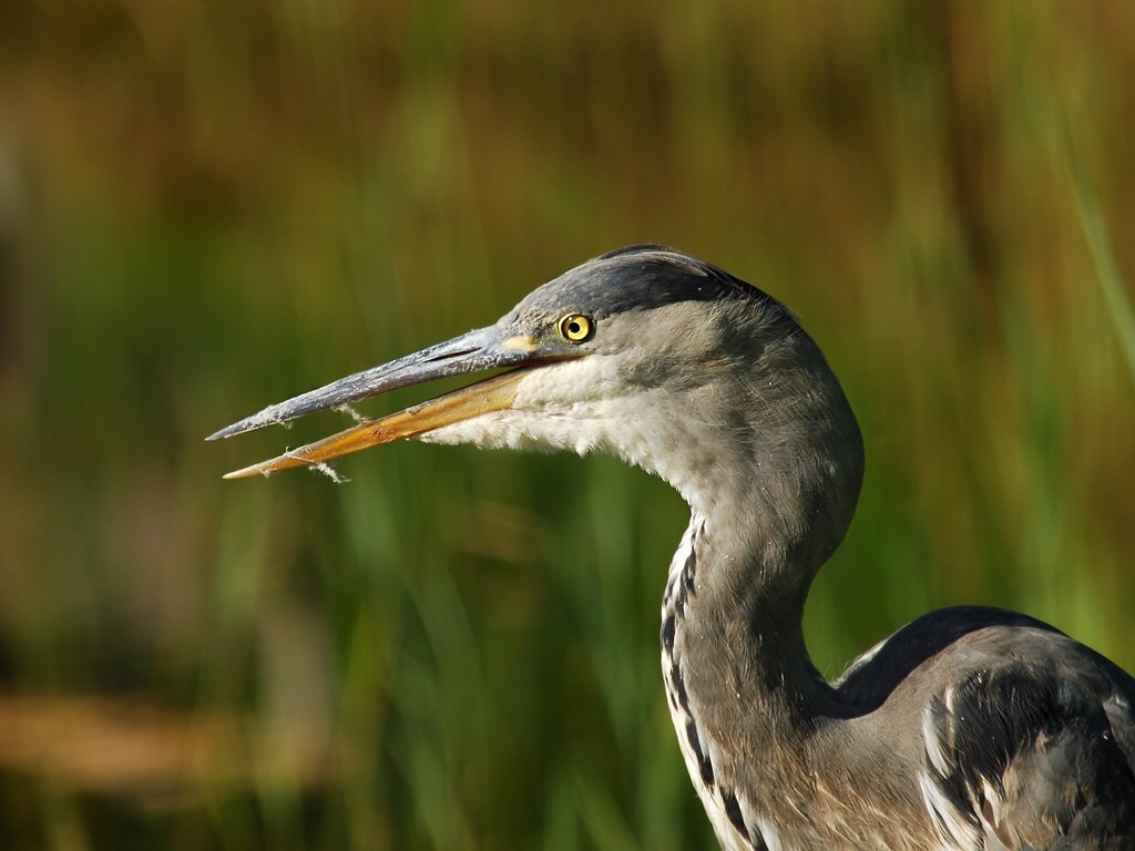 heron 8217 bf hf