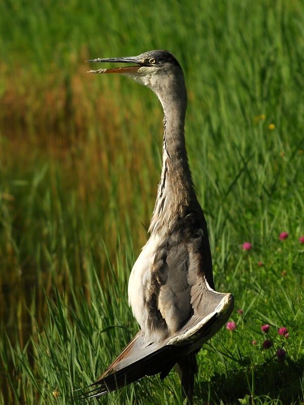 heron 8273 hf