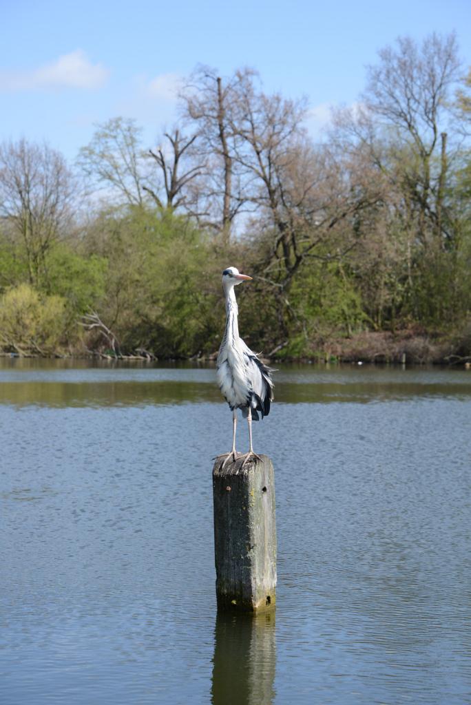 Heron
