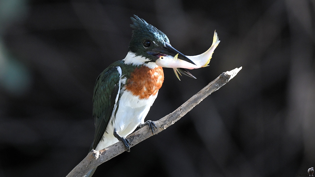 Herr Amazonasfischer (amazon kingfisher)

Bitte nicht verwechseln mit einen königlichen Schäppchenjäger im Onlinehandel.

s822 PantanalHotel AmazonKin