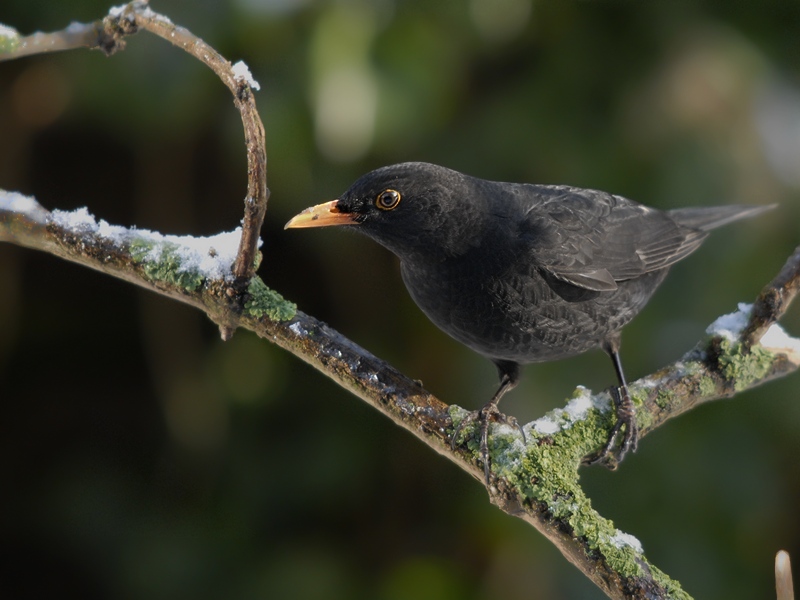 Herr Amsel