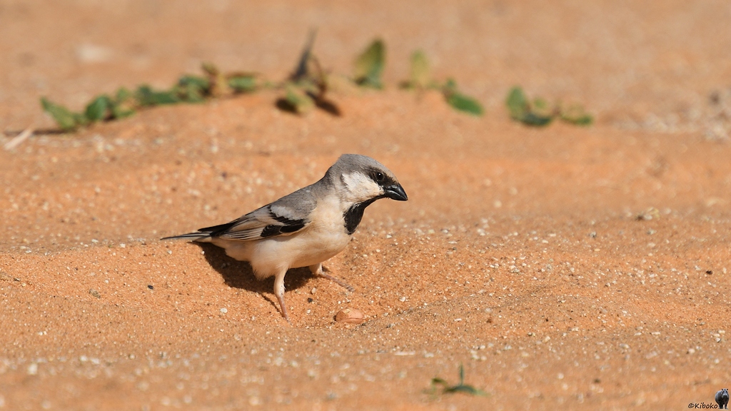 Herr Wüstensperling (Desert Sparrow)

s1078 bTmeinmitshatt DesertSparrow 1742