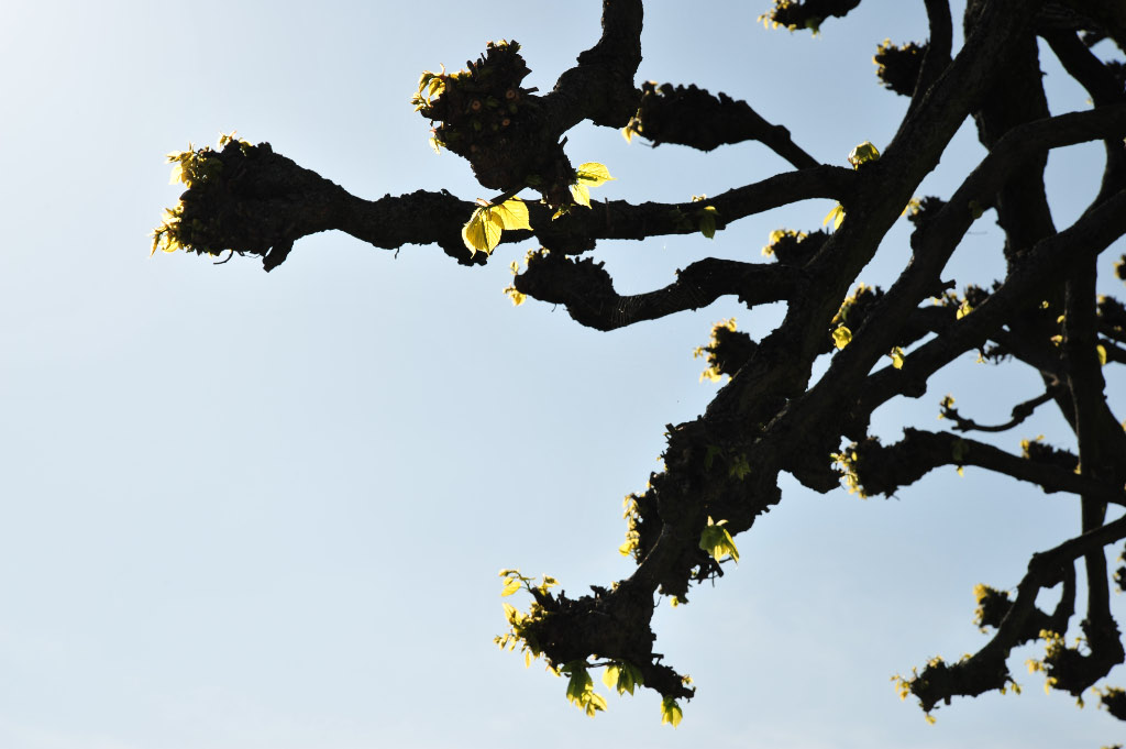 Herrenhausen Frühling I