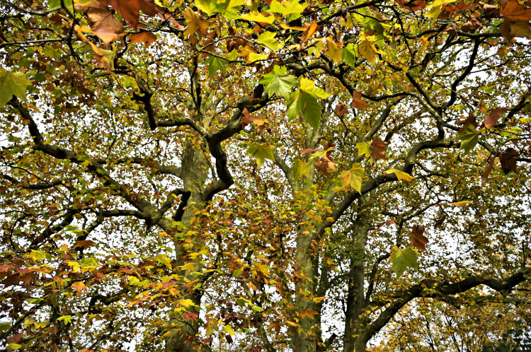 Herrlich diese herbstlichen Baumkronen.JPG
