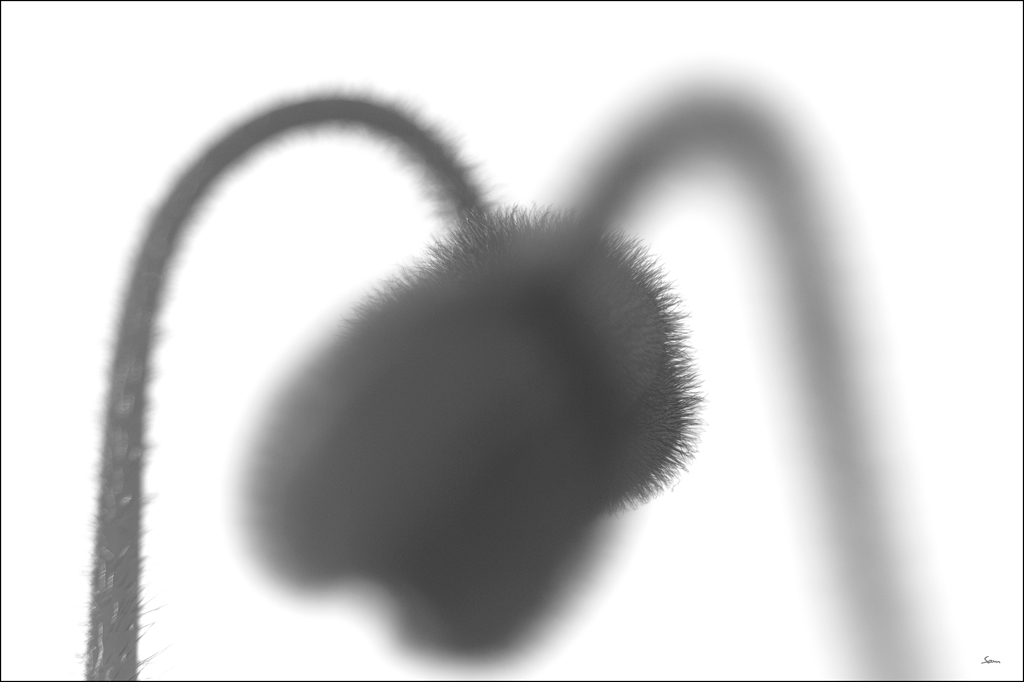HerzDSC 4957