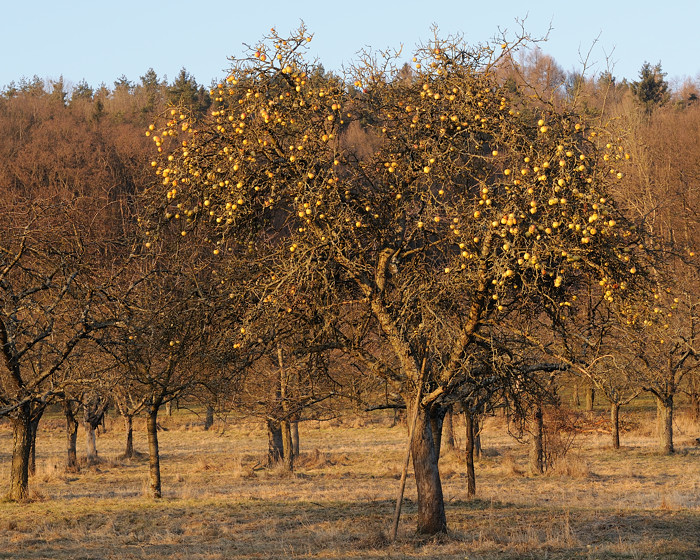 Hetzles Apfelbaum