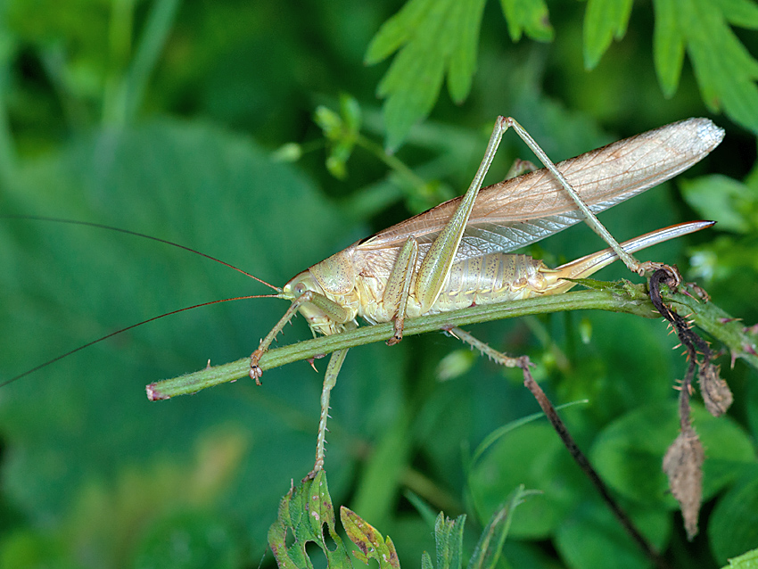 Heupferd Großes 2012 07 09 05