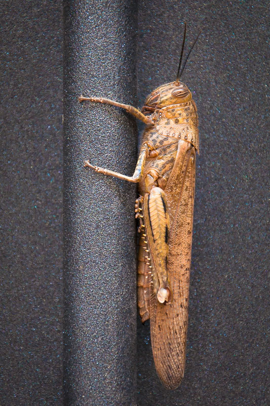 Heupferd in Gold
