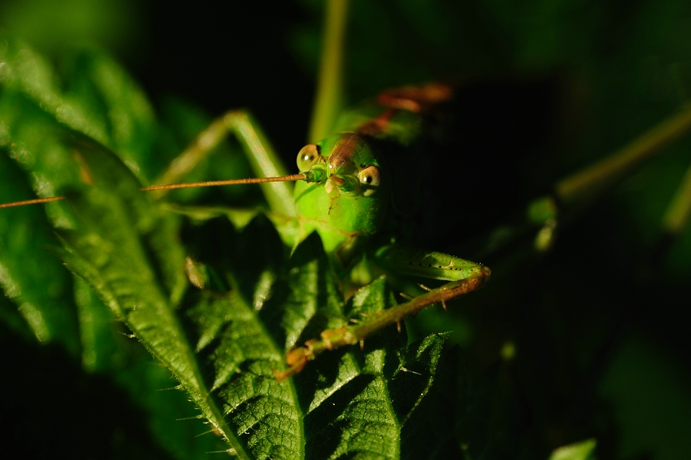 HeupferdvonVorne3