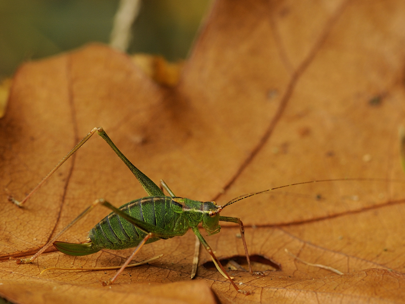 Heuschrecke im Herbst