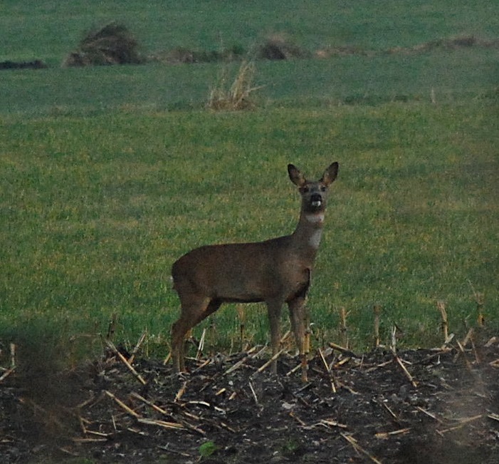 Heute morgen um 08 14.11.13 024