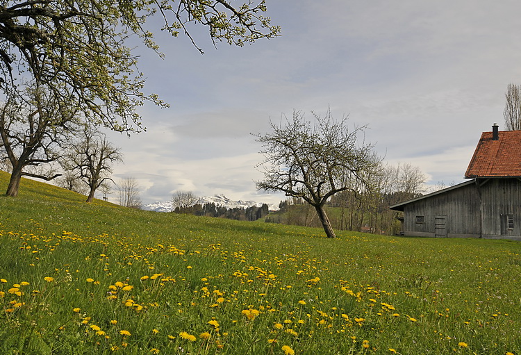 HF14207 Frühlingswiese mit Säntis verkleinert