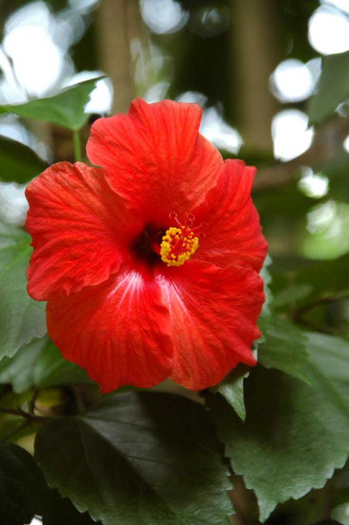 Hibiscus in Afrika