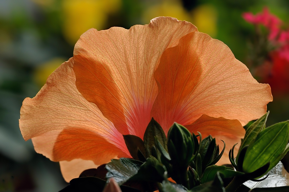 Hibiskus 1