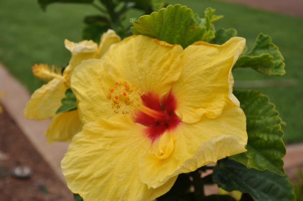 Hibiskus Blüte