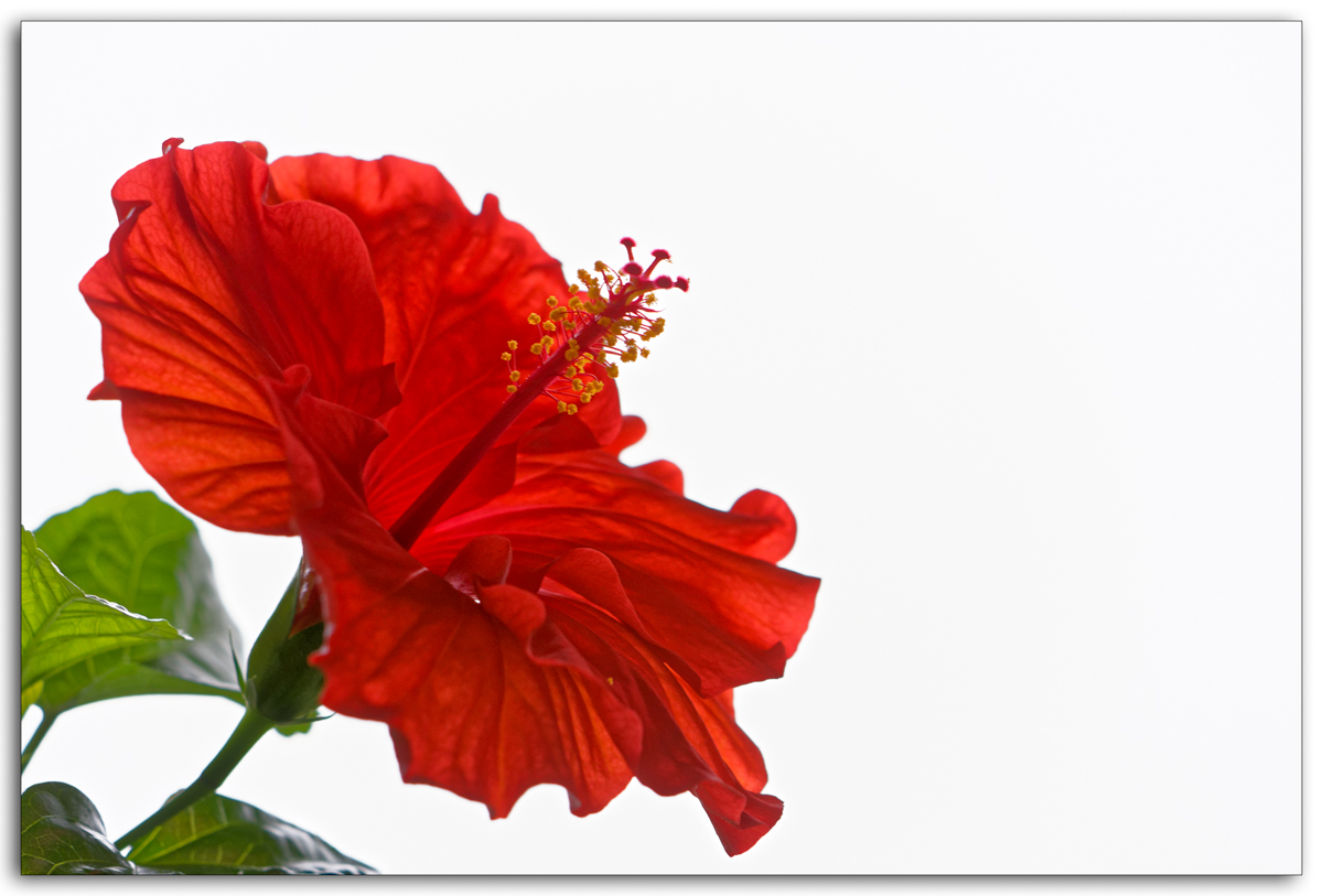 Hibiskus High-Key V2