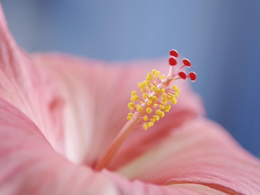 Hibiskus STA5693