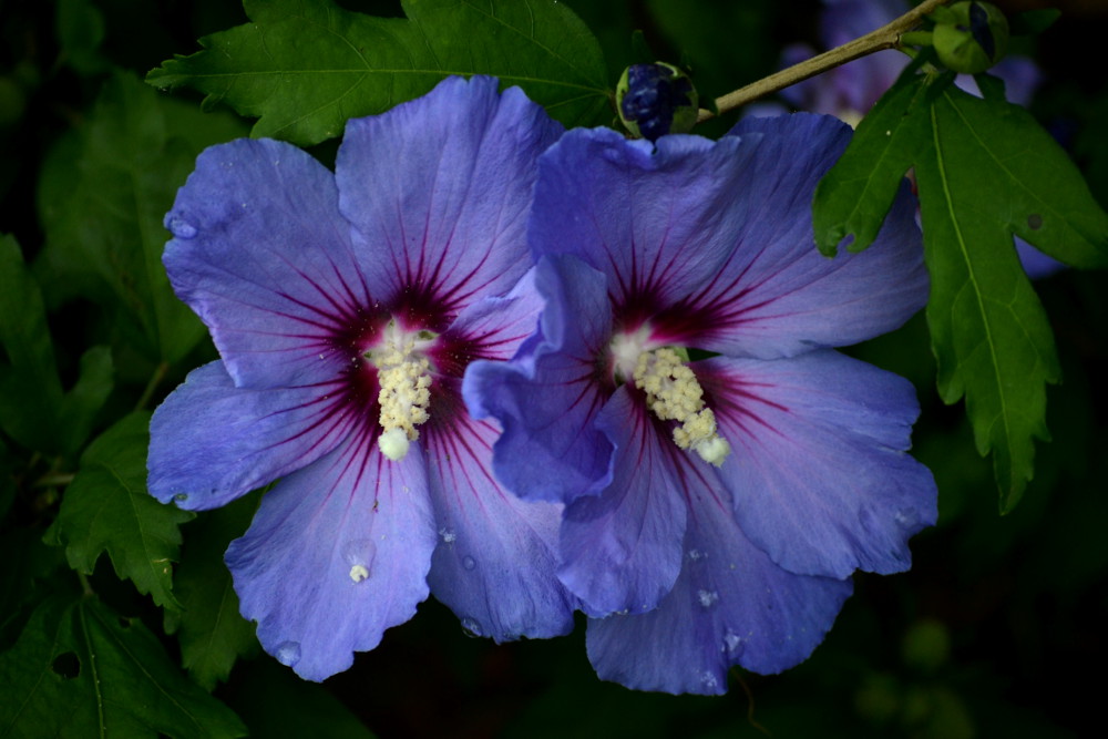 Hibiskus