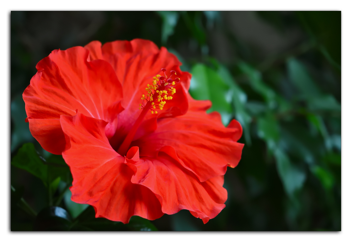 Hibiskus