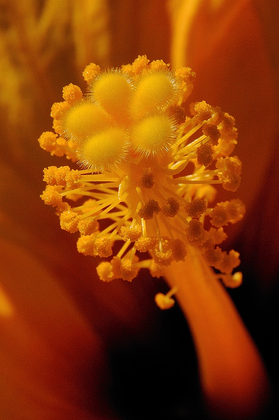 Hibiskus01