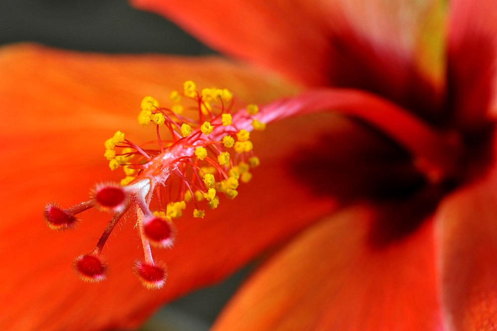 Hibiskus04