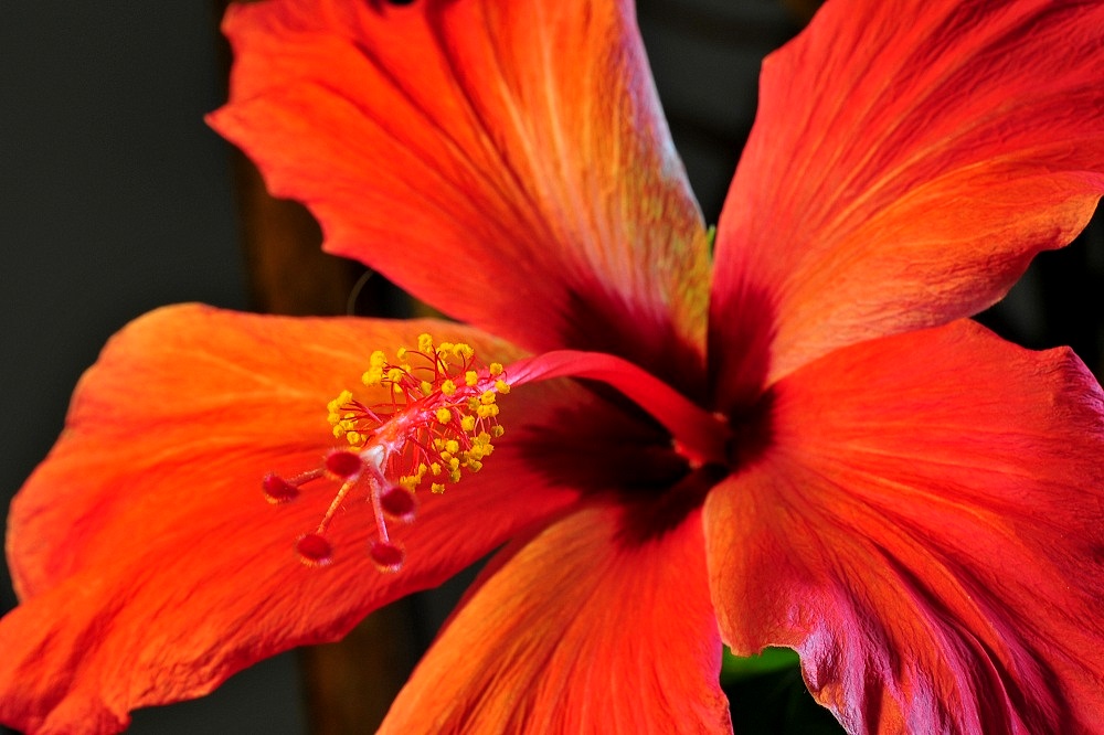 Hibiskus05