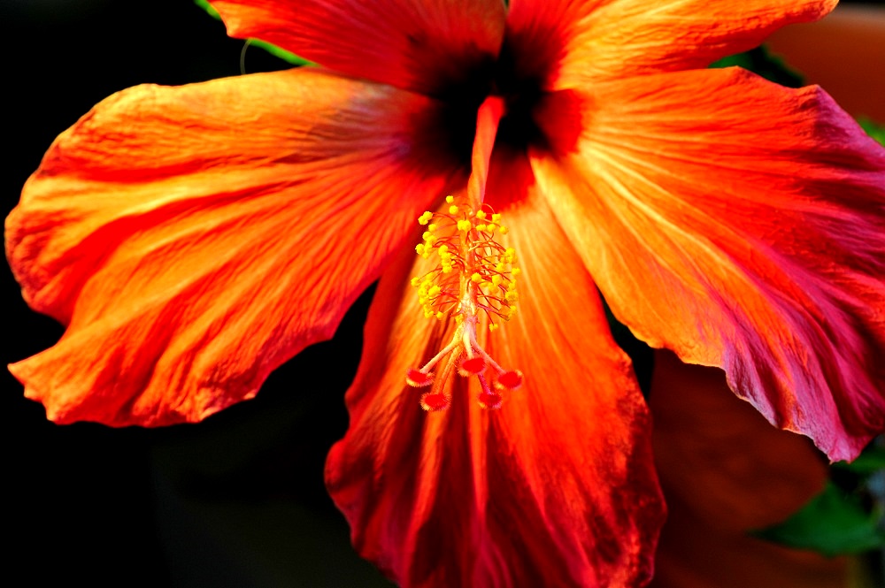 Hibiskus06