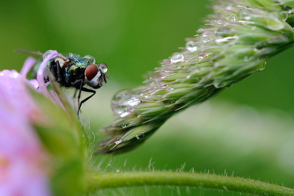 Hier wird dir der Kopf gewaschen...