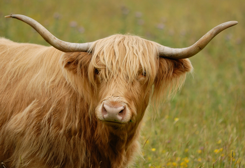 Highland Cattle 1