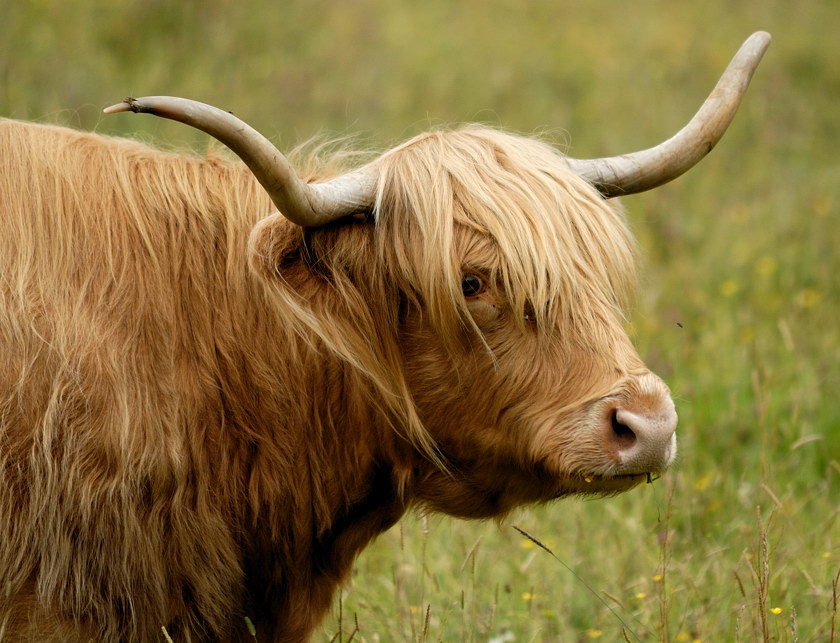 Highland Cattle 2
