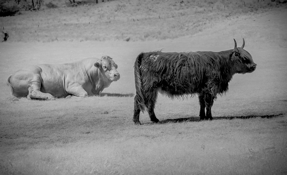 Highland Cattle